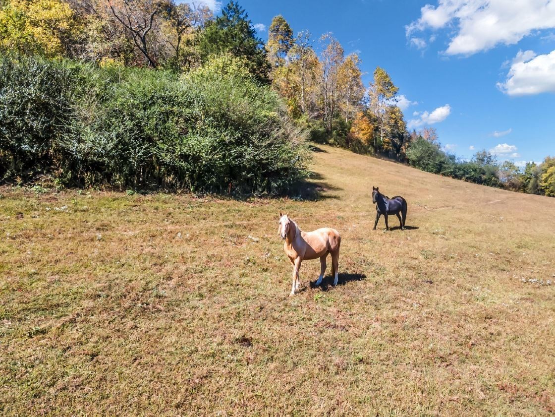 13581 Campbellsville Road Lynnville TN 38472