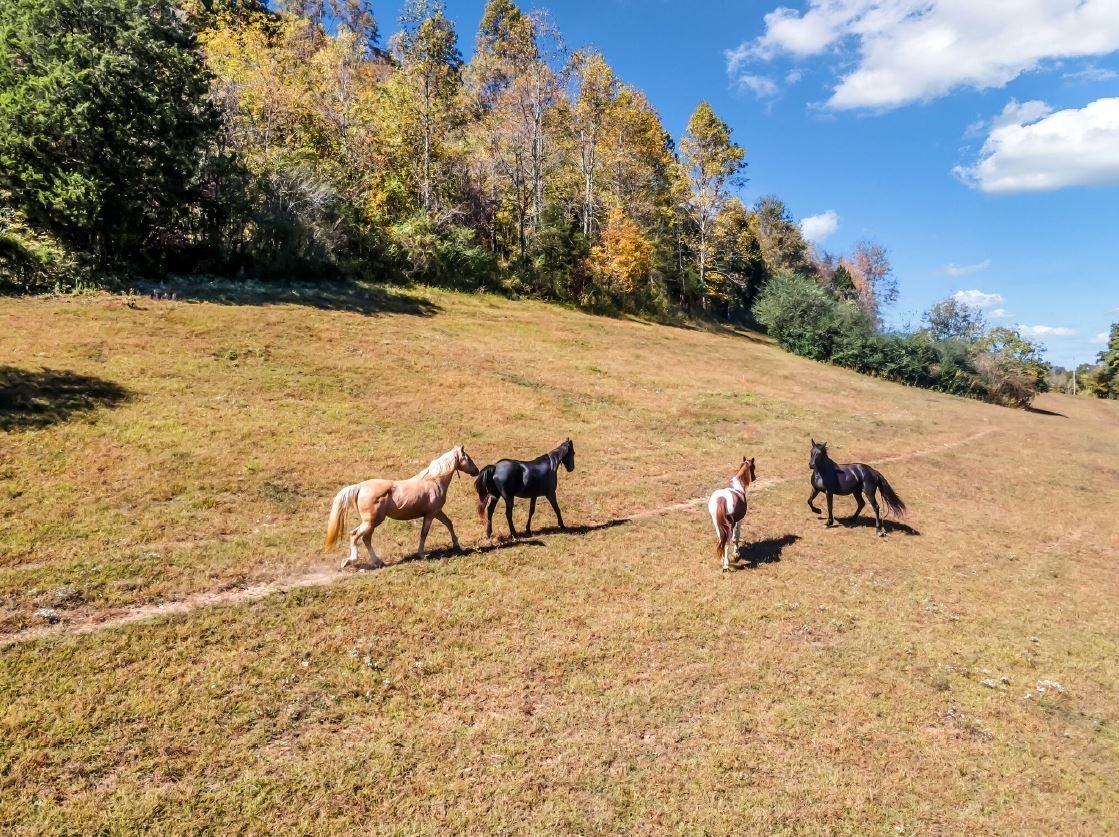 13581 Campbellsville Road Lynnville TN 38472