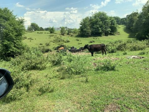 0 Bradford Primm Springs TN 38476