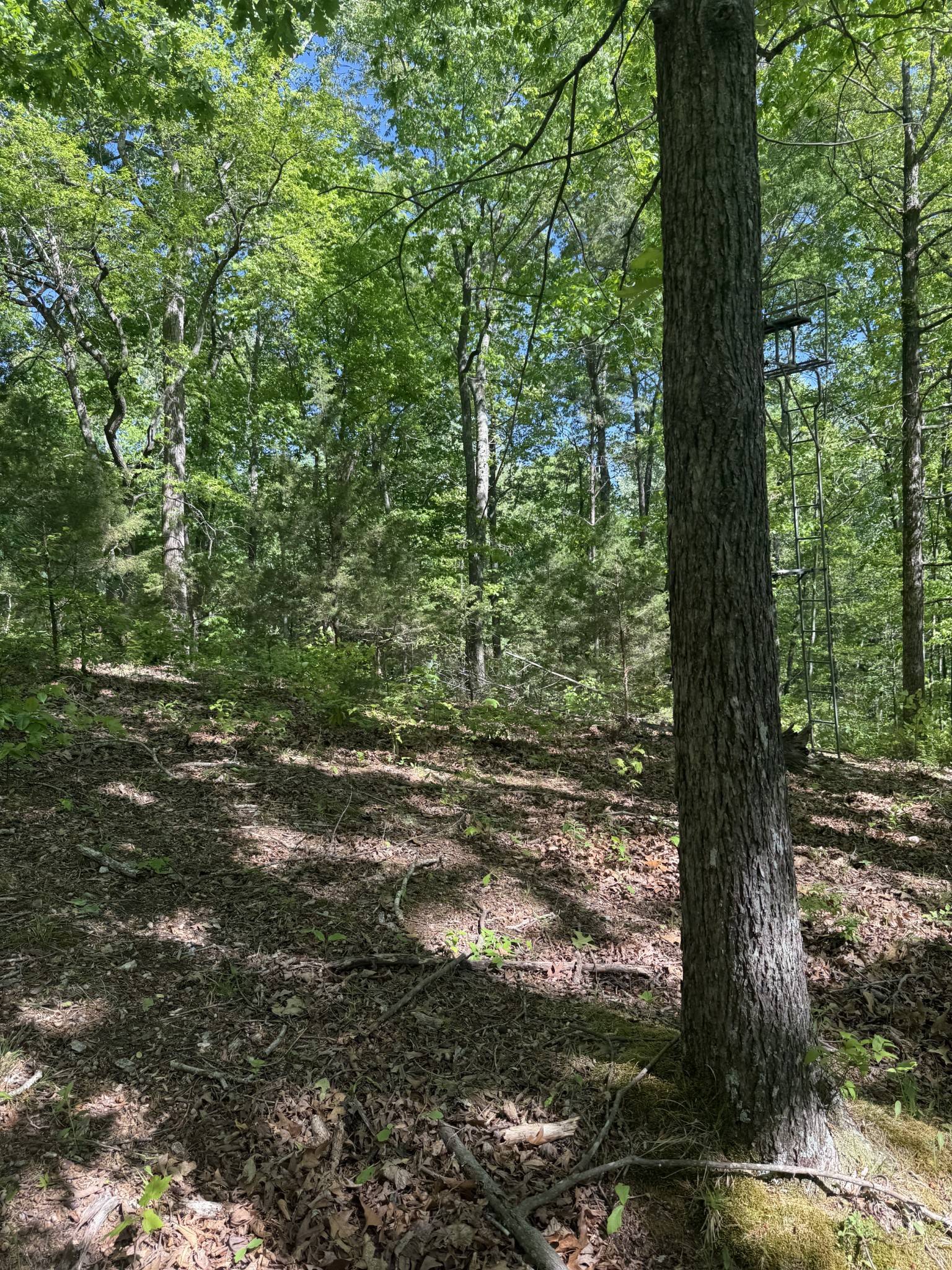 540 Powell Hollow Road Tullahoma TN 37388