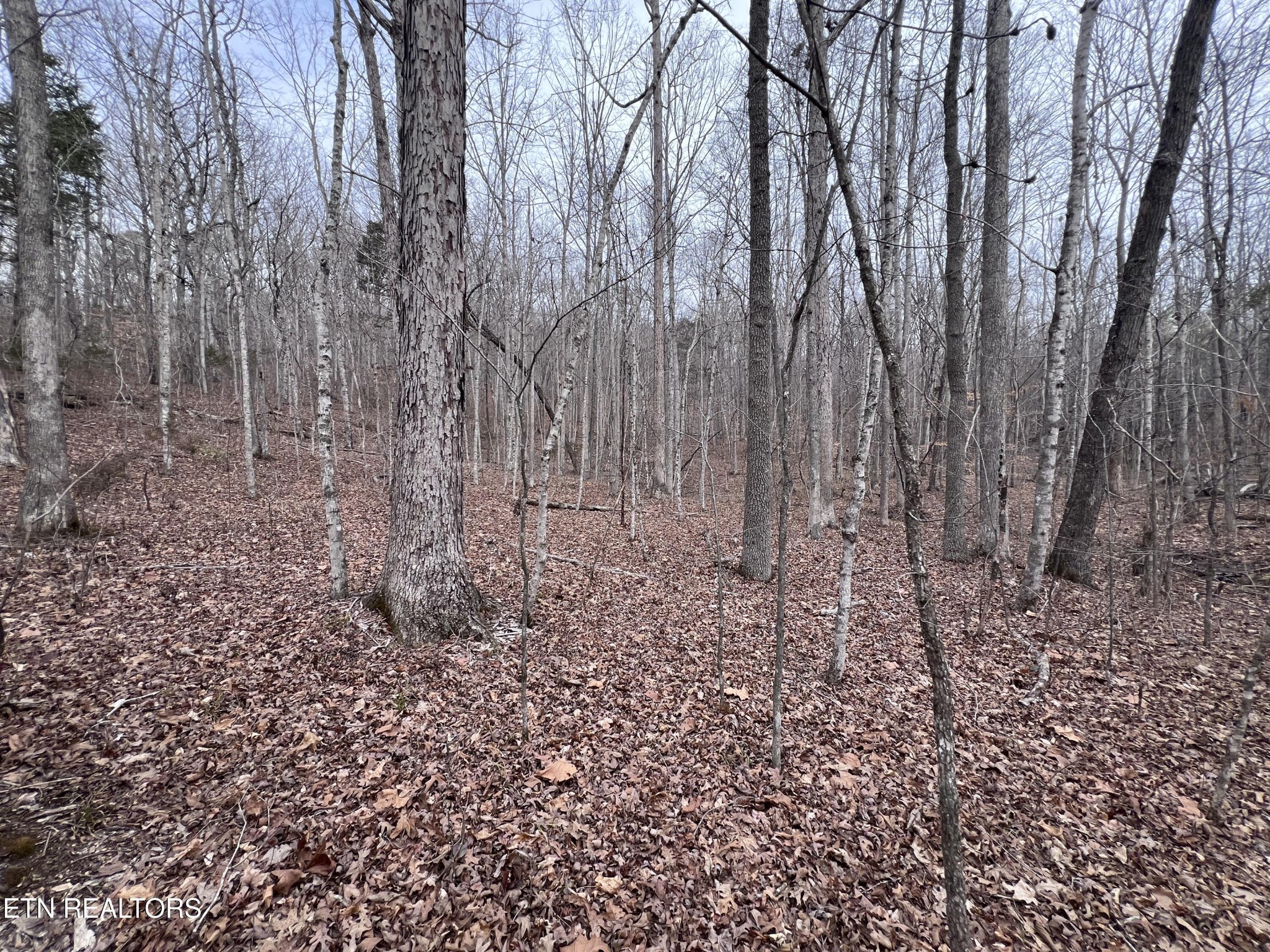 0 Buffalo Cove Lane Jamestown TN 38556