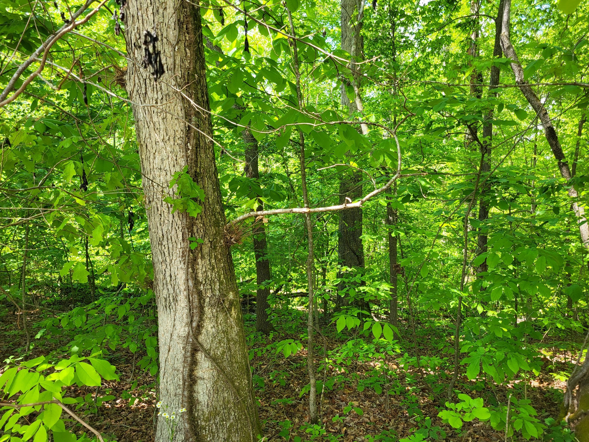 0 Indian Creek Road Dover TN 37058