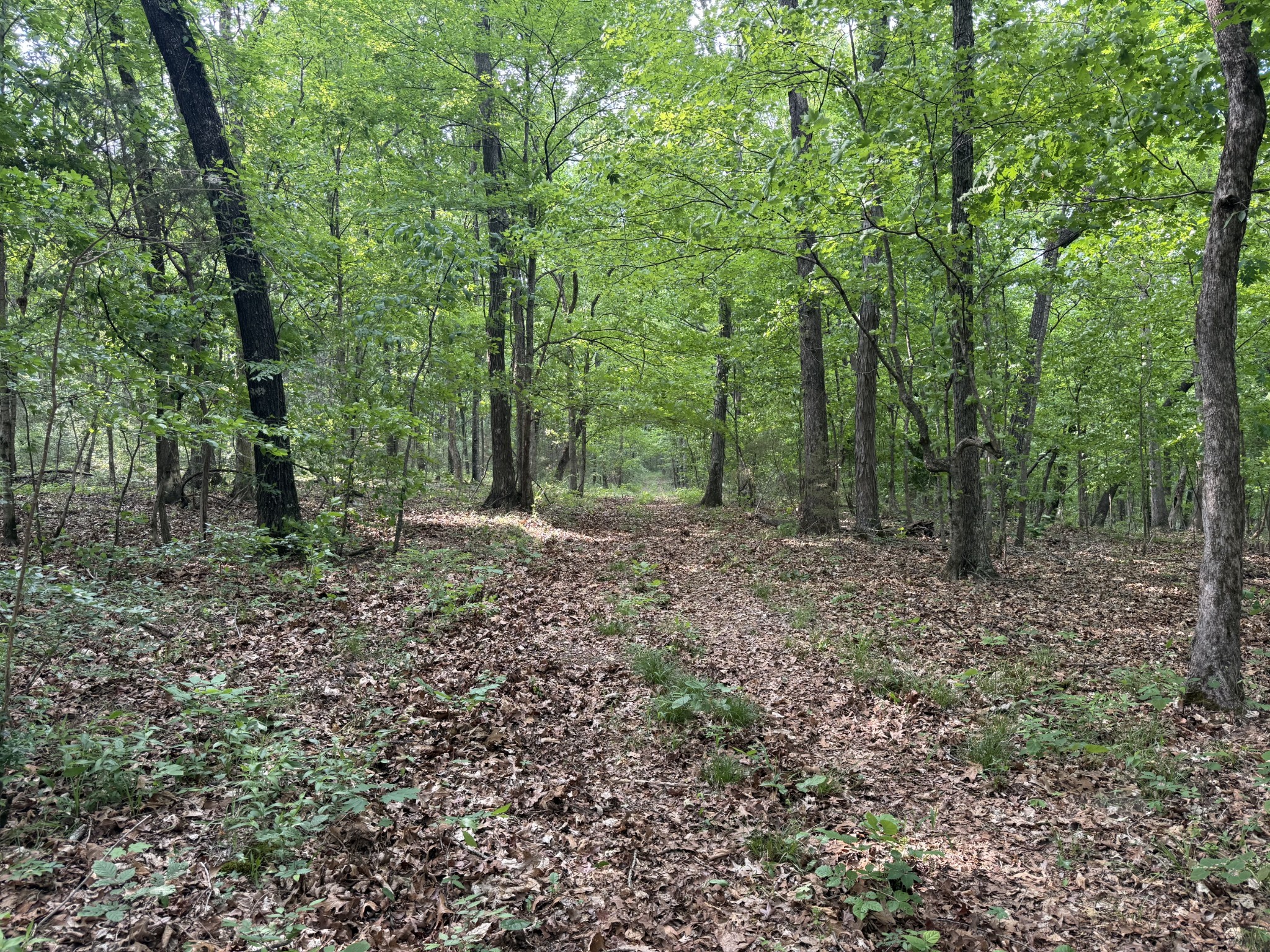 0 Luke Moser Road Columbia TN 38401
