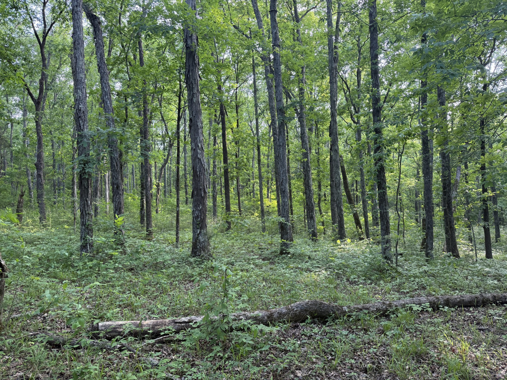 0 Luke Moser Road Columbia TN 38401