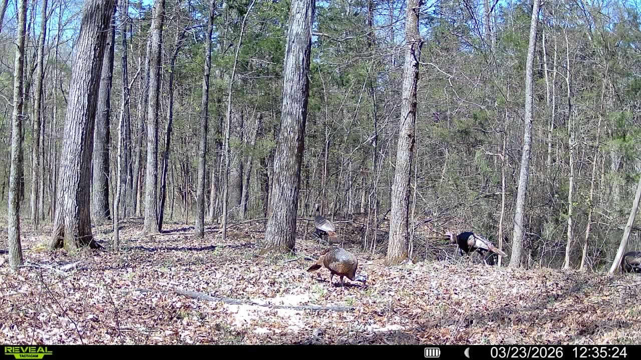 0 Luke Moser Road Columbia TN 38401