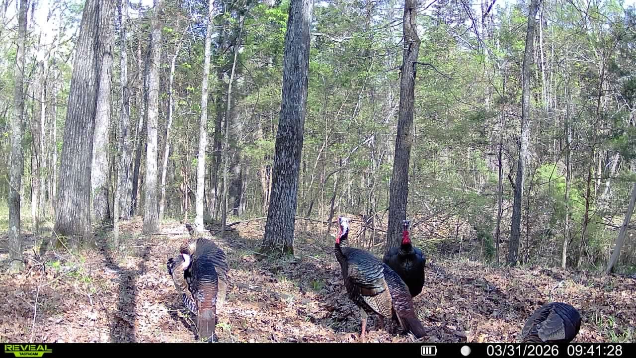 0 Luke Moser Road Columbia TN 38401