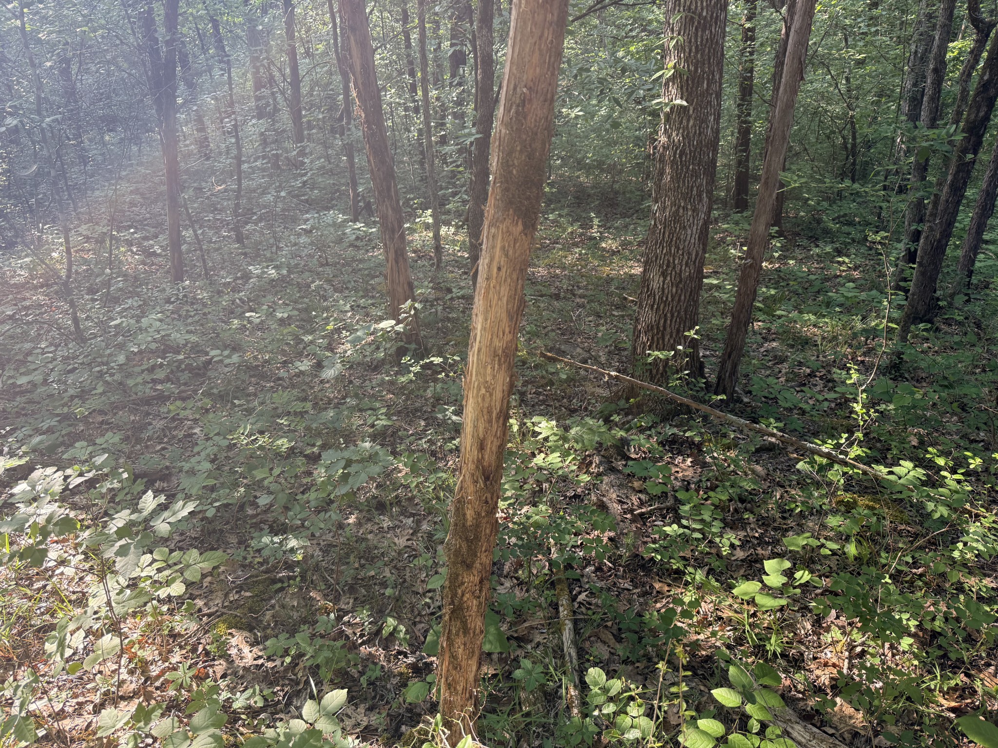 0 Luke Moser Road Columbia TN 38401