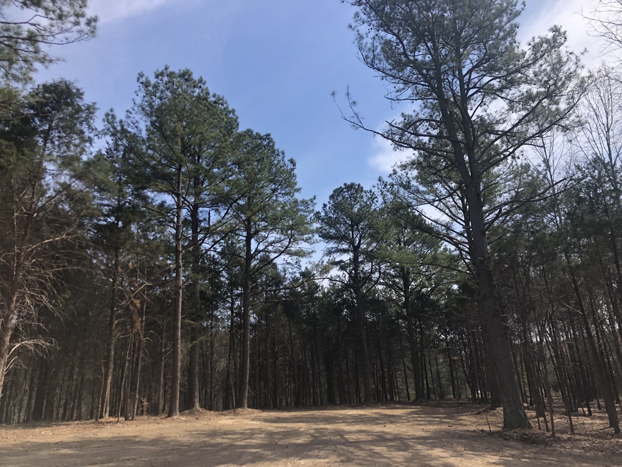 5 Daugherty Capley Road Primm Springs TN 38476