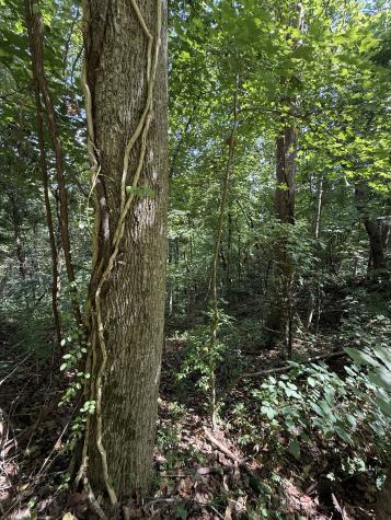 0 State Route 108 Altamont TN 37301