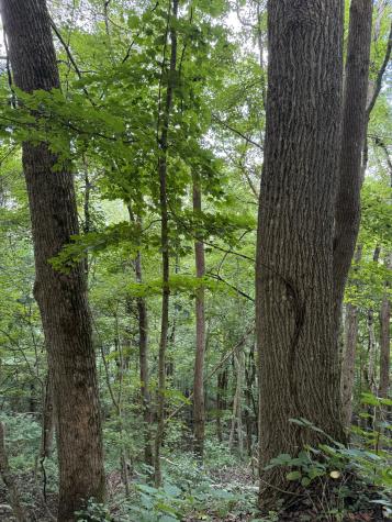 0 State Route 108 Altamont TN 37301