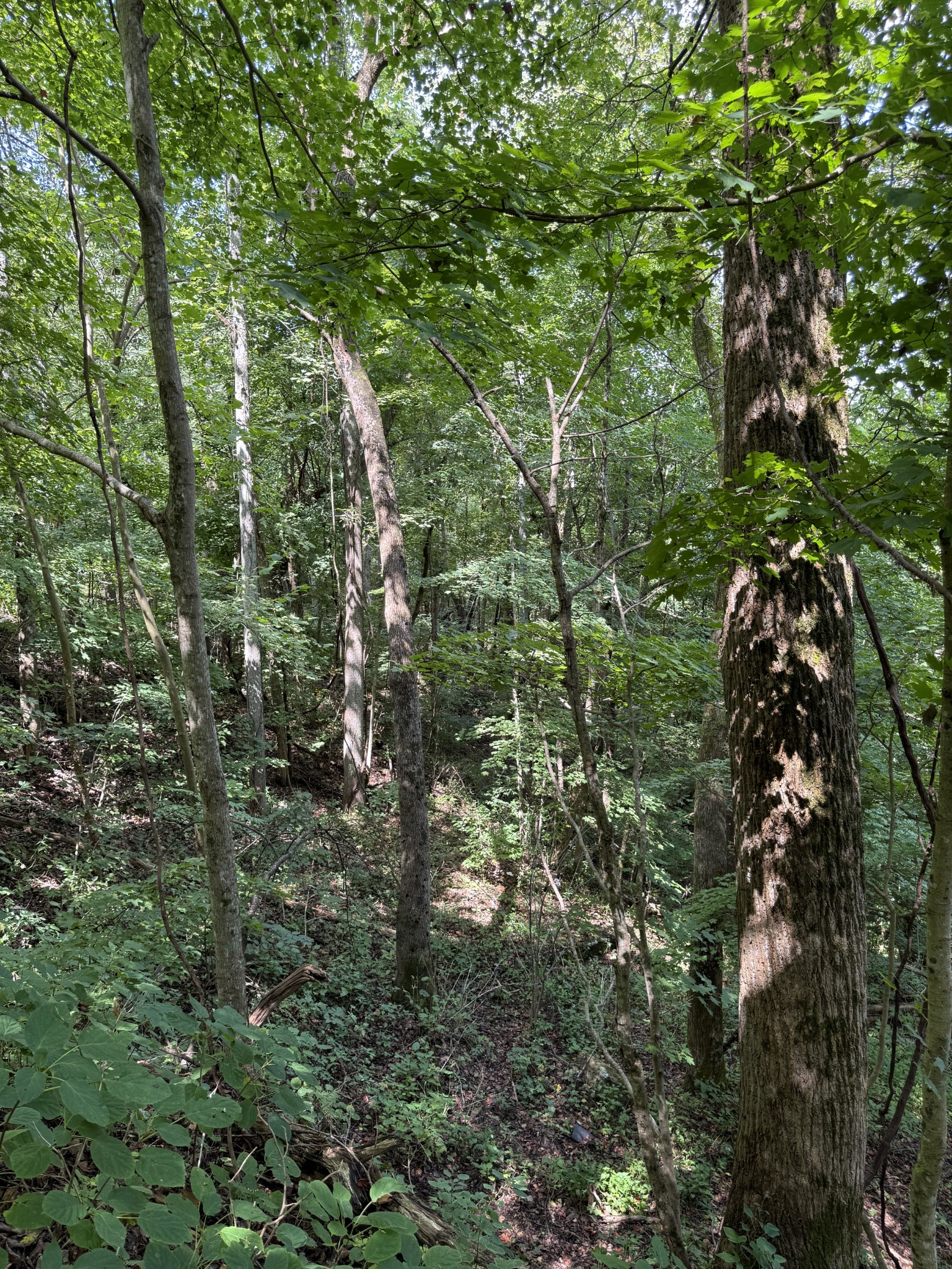 0 State Route 108 Altamont TN 37301