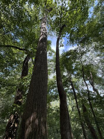 0 State Route 108 Altamont TN 37301