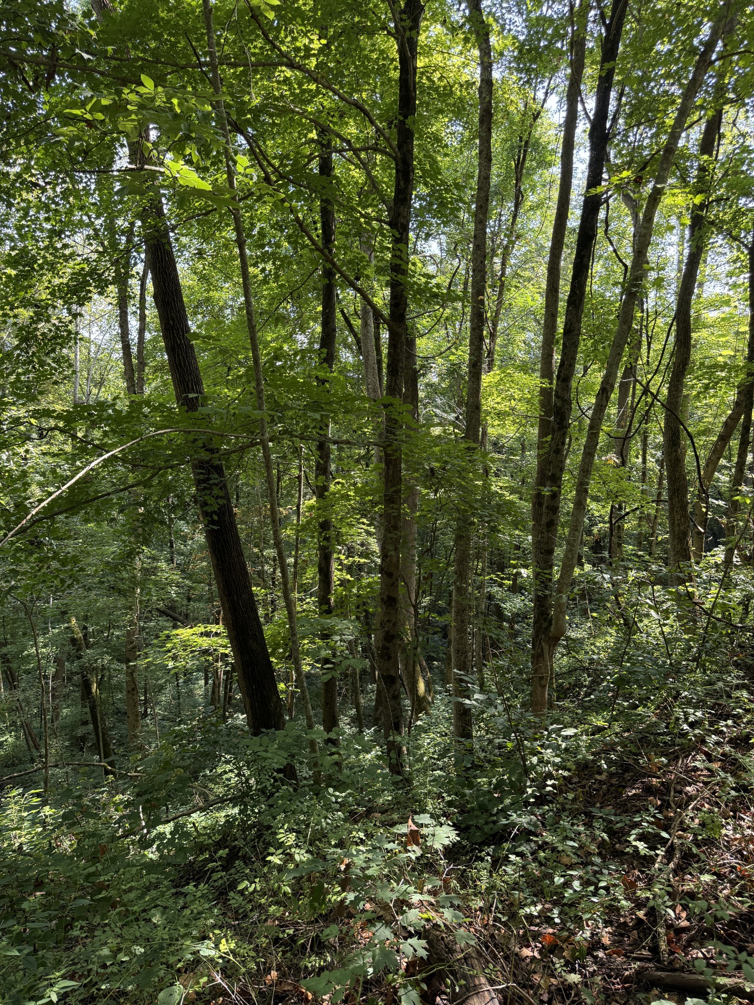 0 State Route 108 Altamont TN 37301