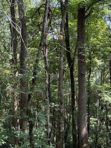 0 State Route 108 Altamont TN 37301