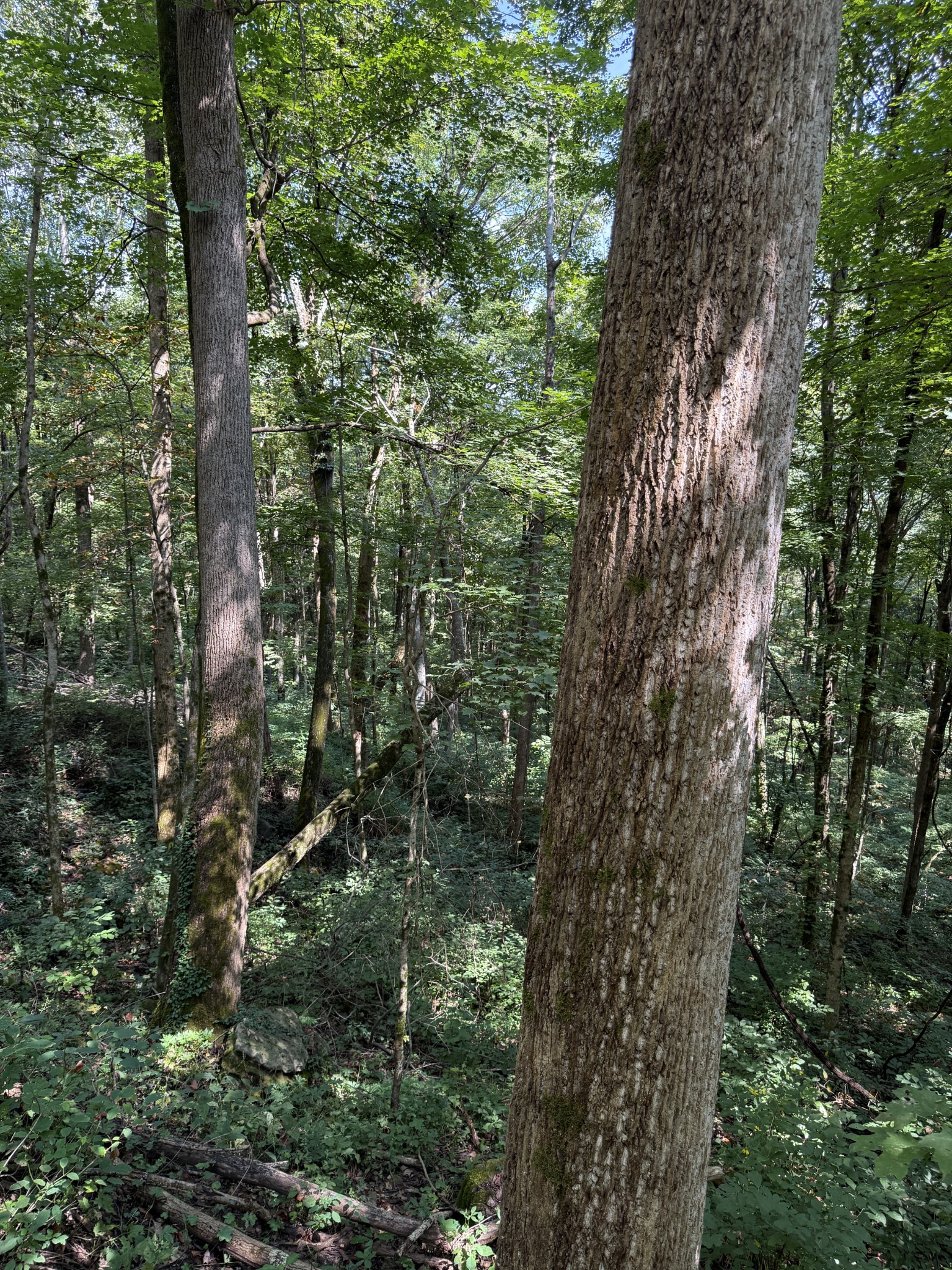 0 State Route 108 Altamont TN 37301