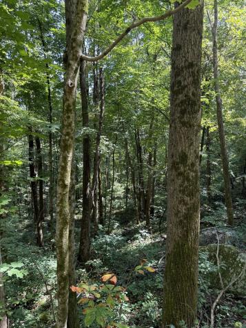 0 State Route 108 Altamont TN 37301