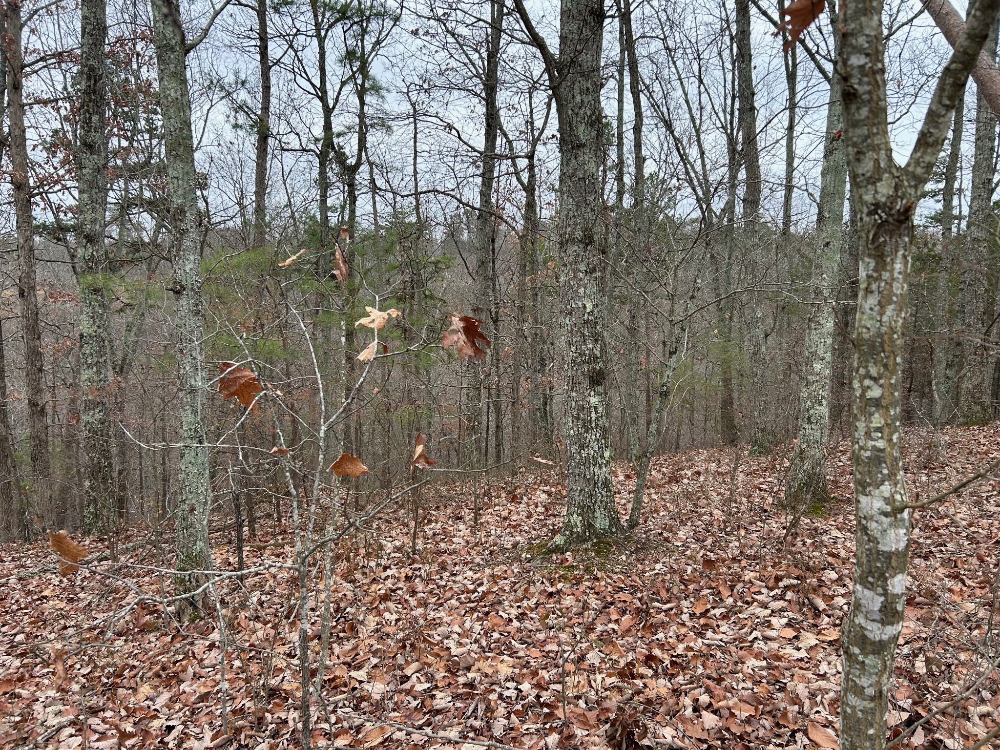 0 Crestwood Drive Waverly TN 37185