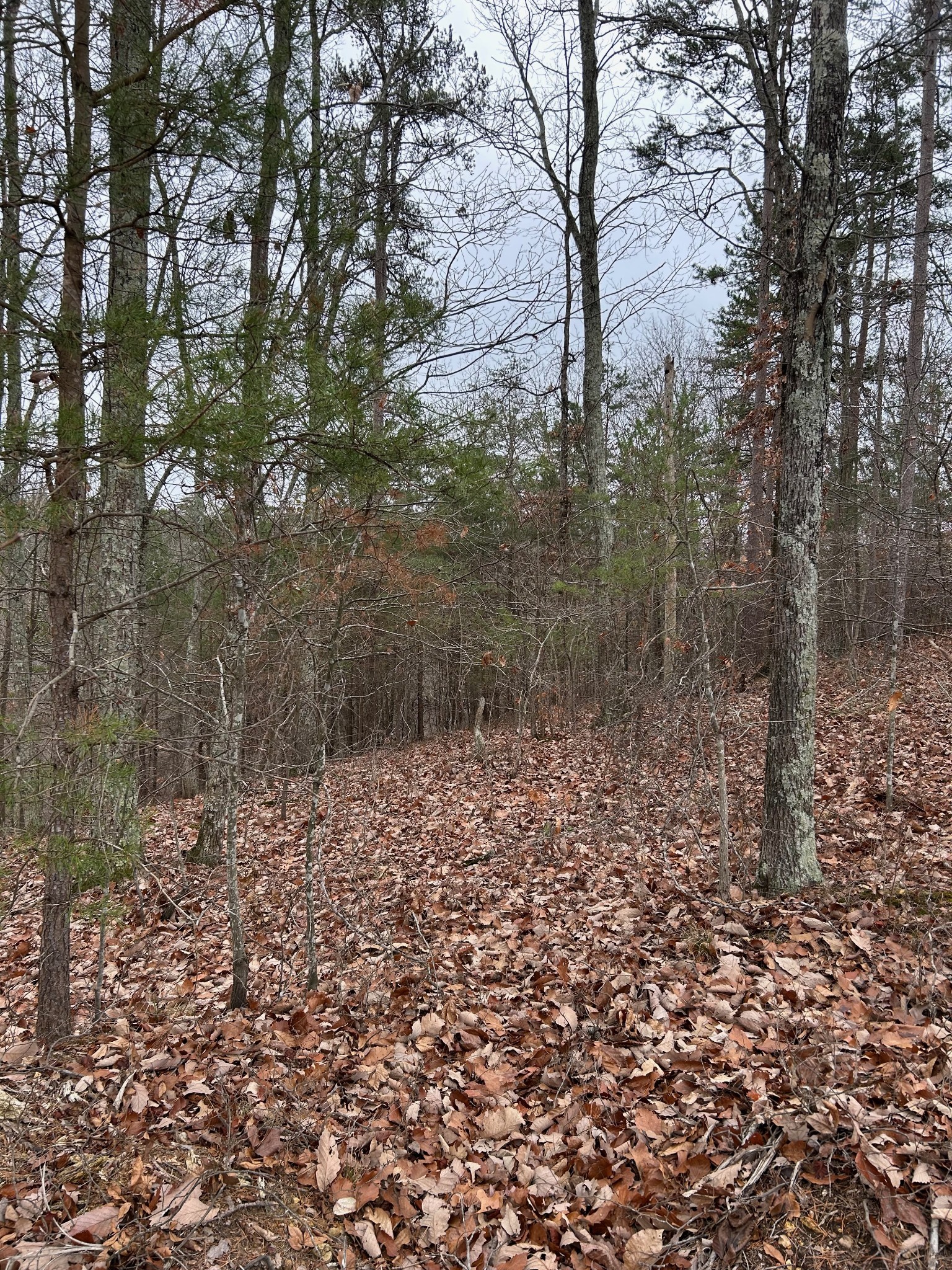 0 Crestwood Drive Waverly TN 37185