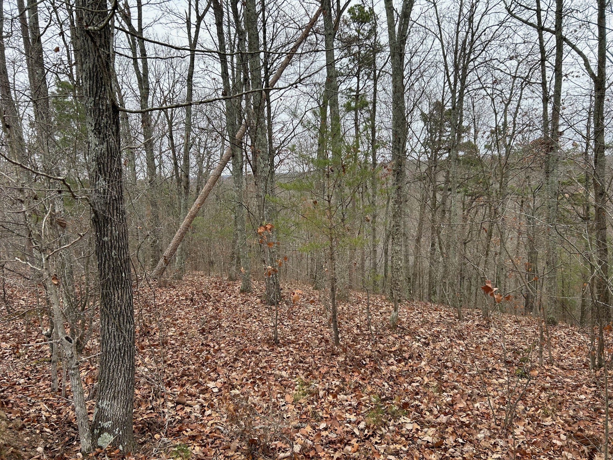 0 Crestwood Drive Waverly TN 37185