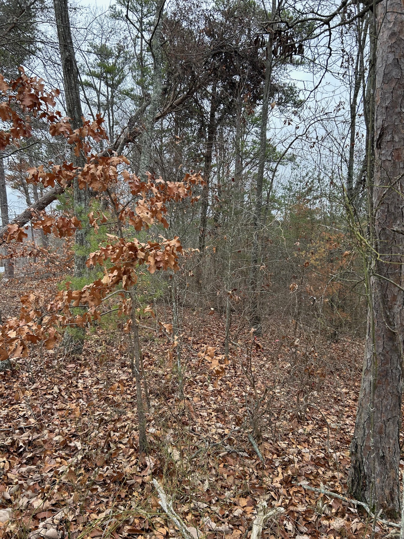 0 Crestwood Drive Waverly TN 37185