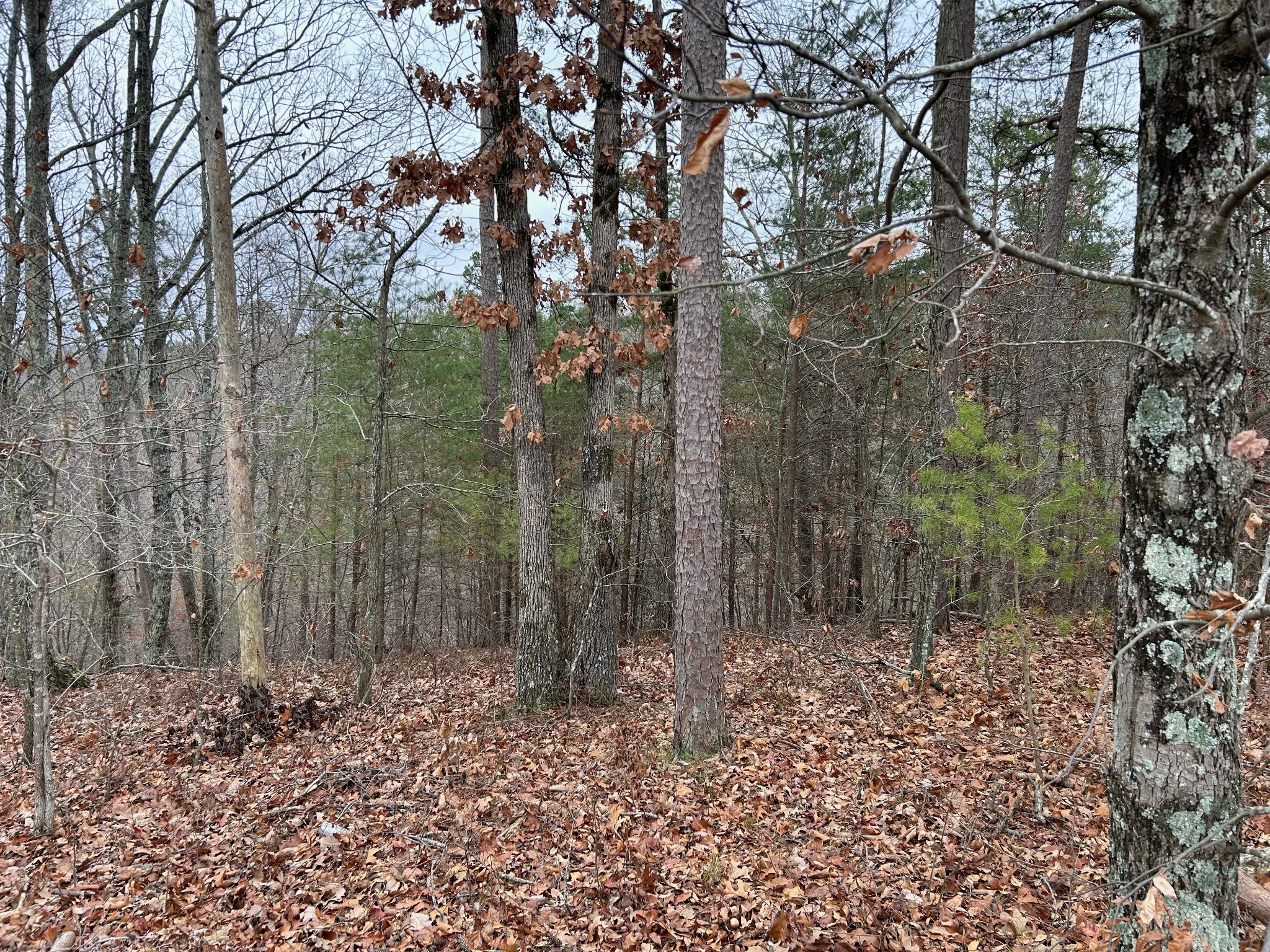 0 Crestwood Drive Waverly TN 37185