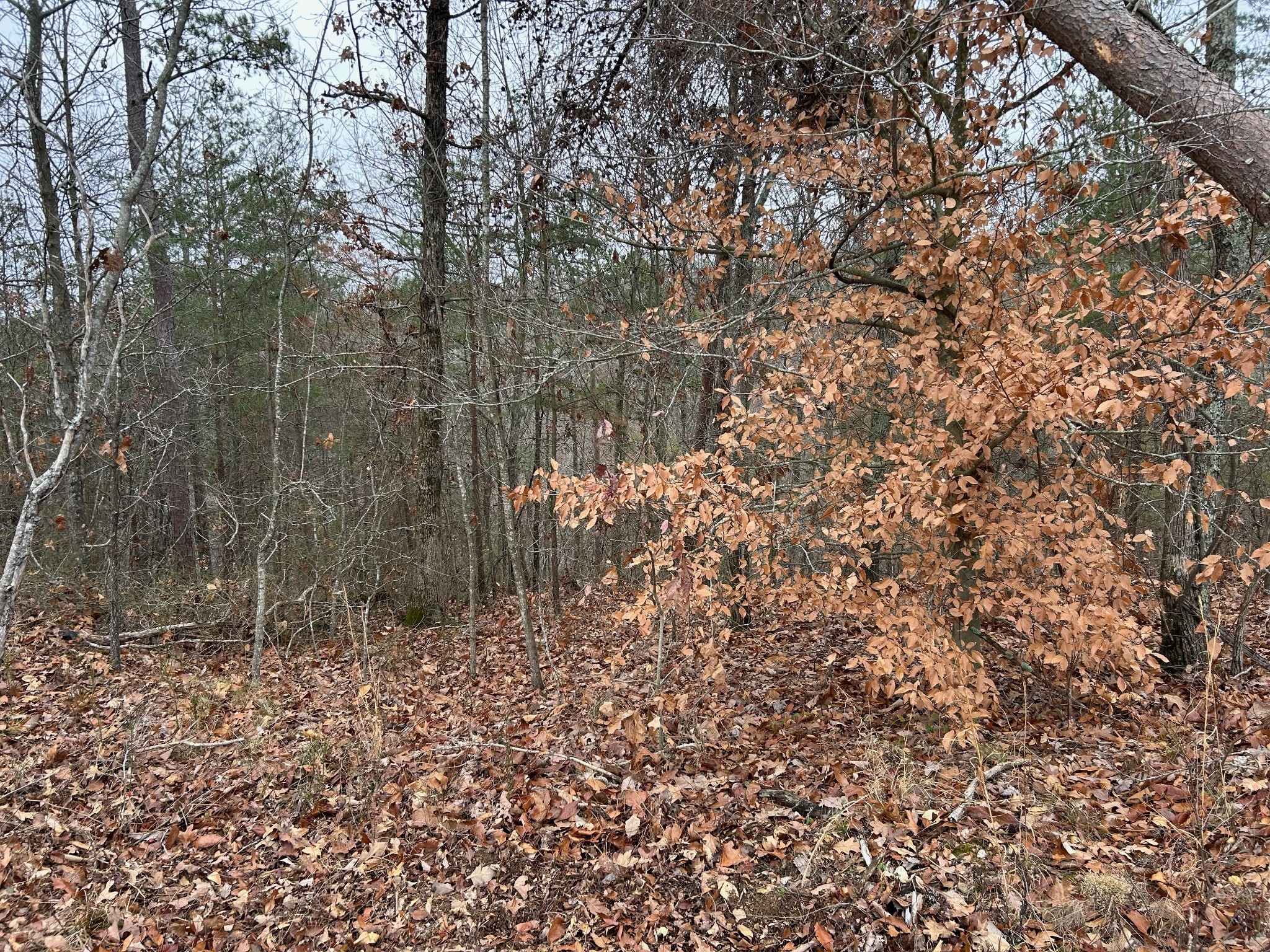0 Crestwood Drive Waverly TN 37185
