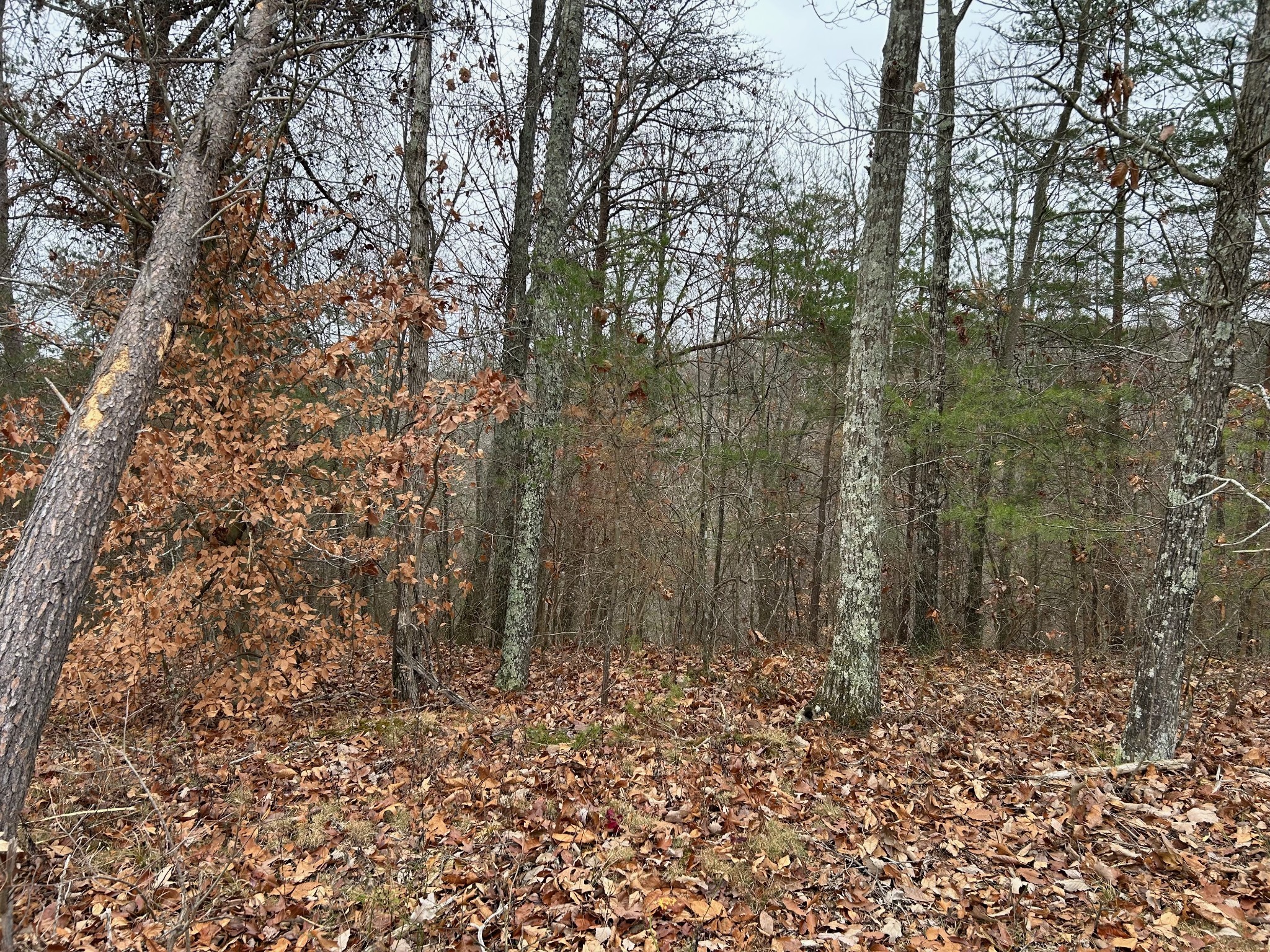0 Crestwood Drive Waverly TN 37185