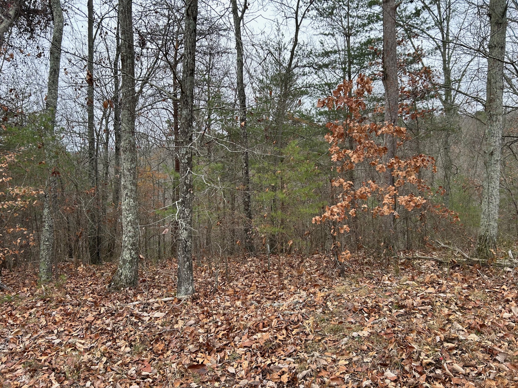 0 Crestwood Drive Waverly TN 37185
