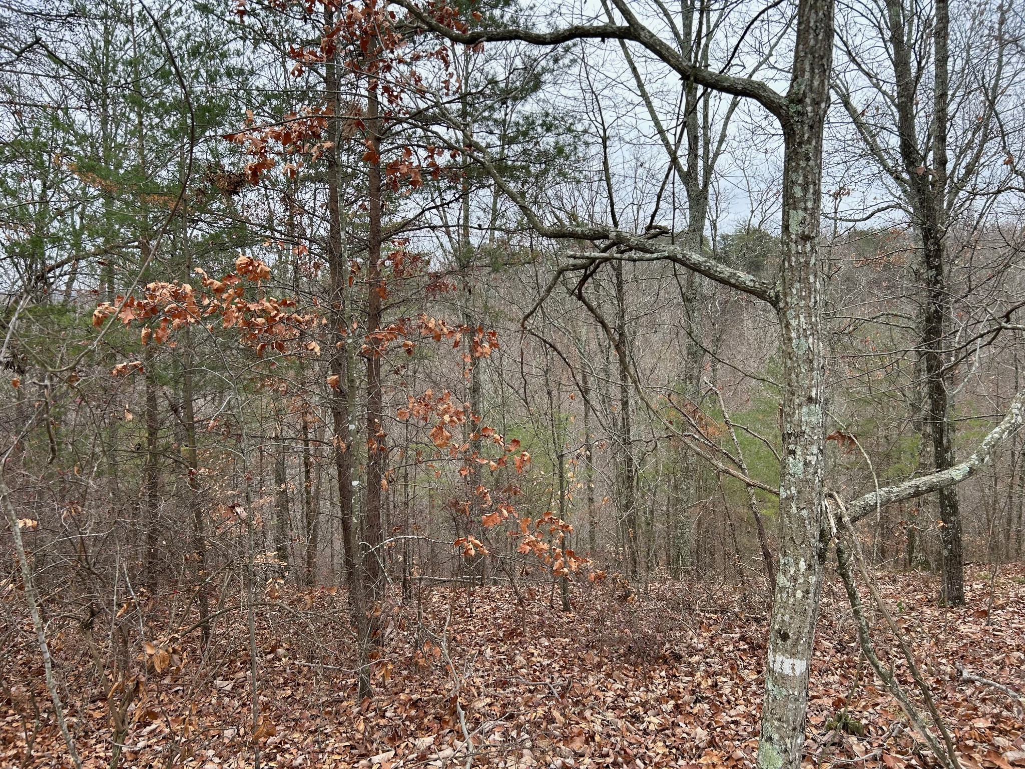 0 Crestwood Drive Waverly TN 37185