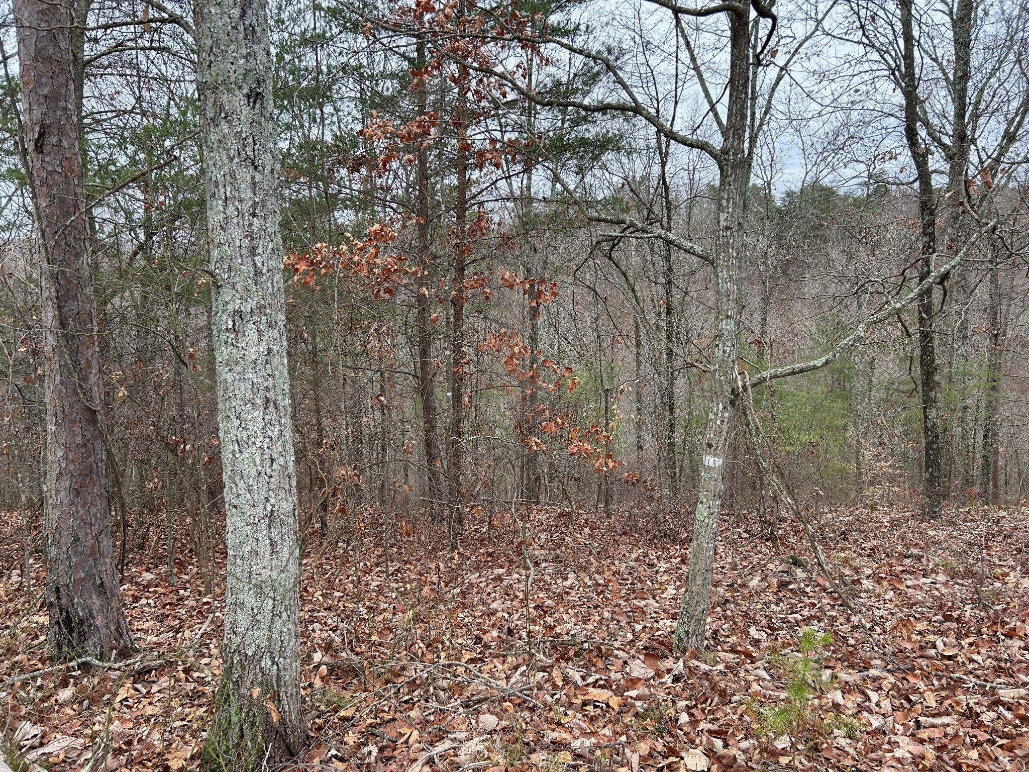 0 Crestwood Drive Waverly TN 37185