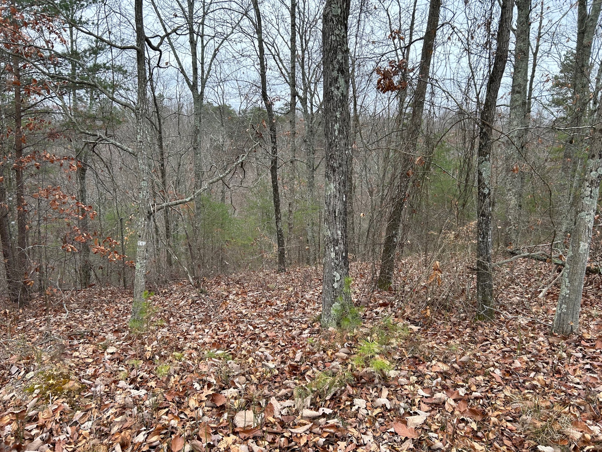 0 Crestwood Drive Waverly TN 37185