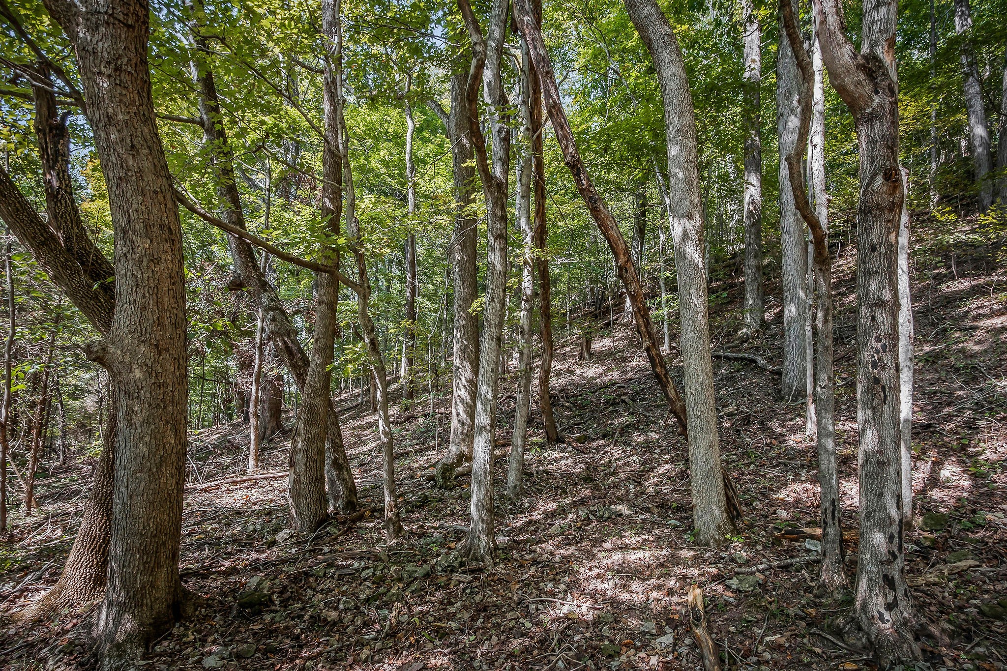 43 Moss Bend Lane Lancaster TN 38569