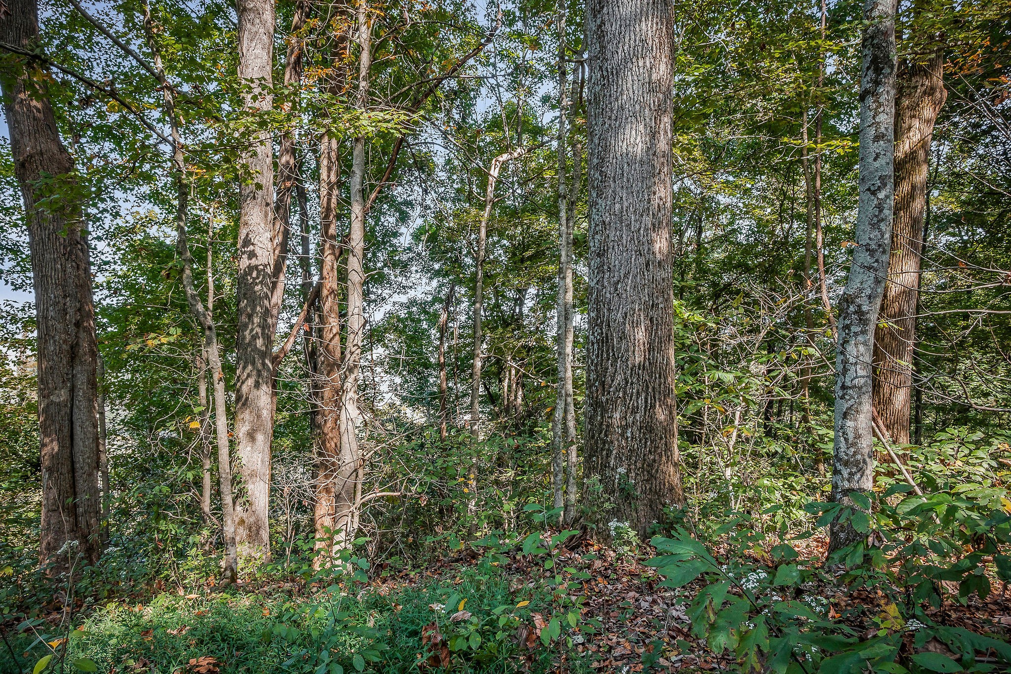 43 Moss Bend Lane Lancaster TN 38569