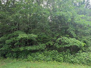 171 Echols Road Elora TN 37328