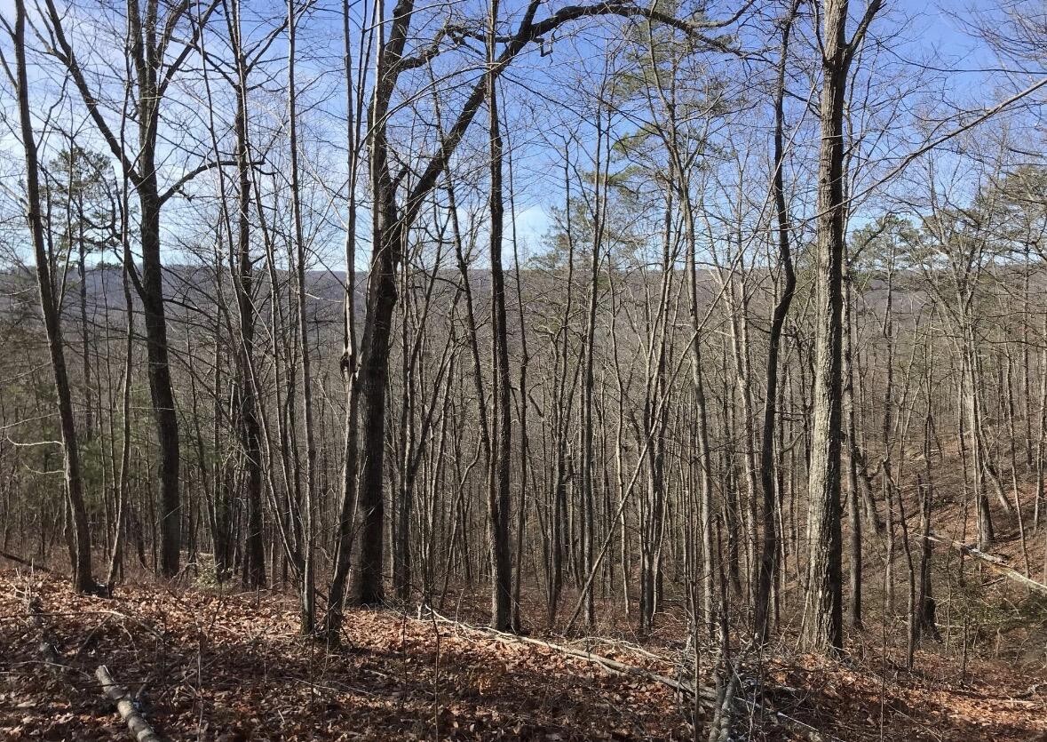 0 Chestnut Oak Drive Dunlap TN 37327