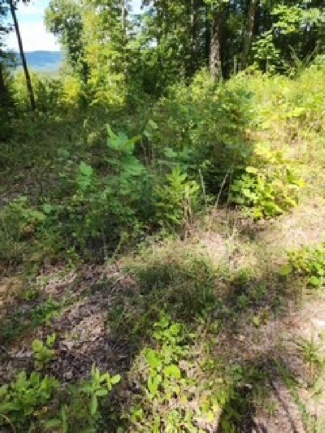 0 Tomahawk Road Jamestown TN 38556