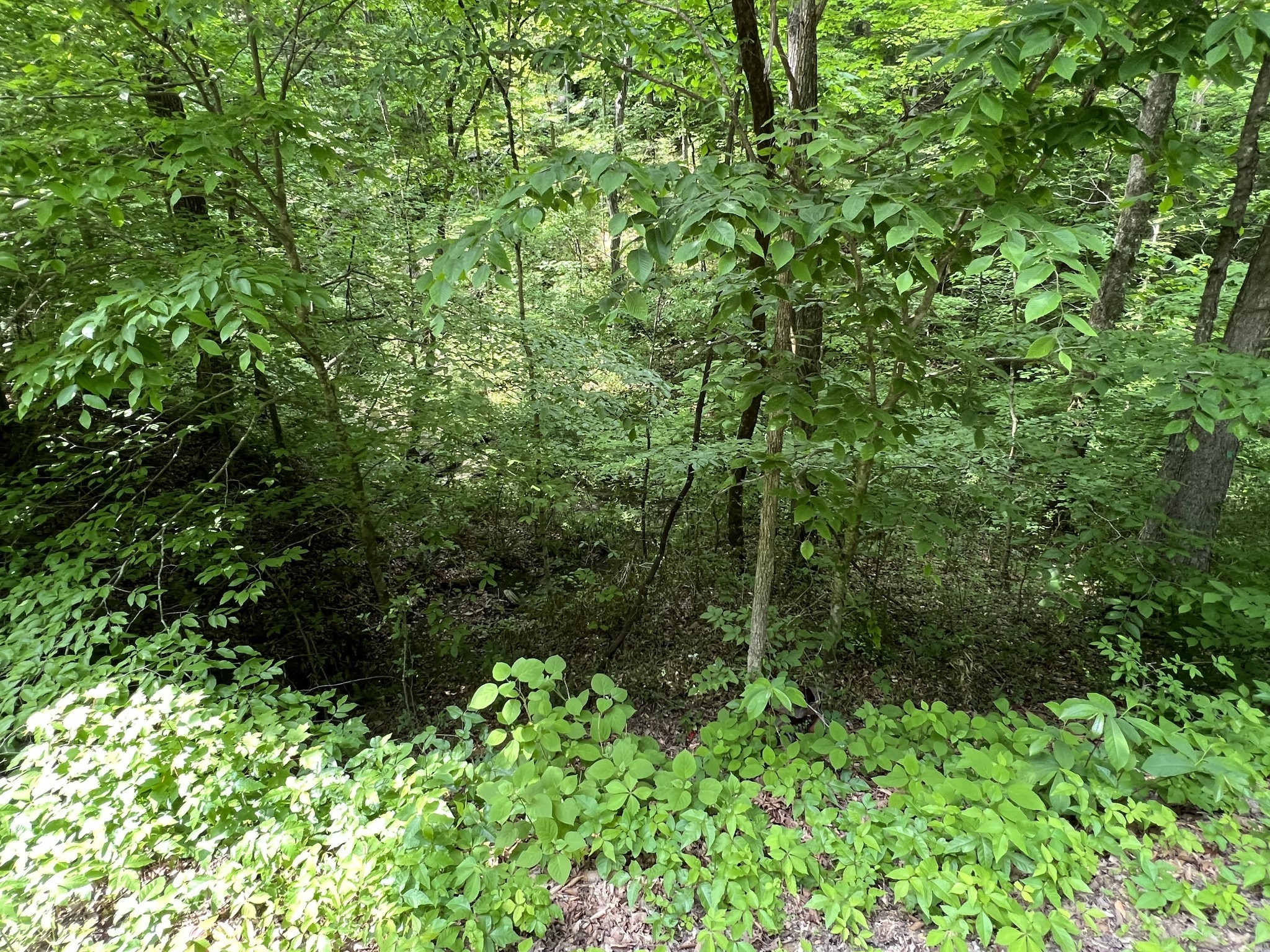 0 Clay Lick Road Whites Creek TN 37189