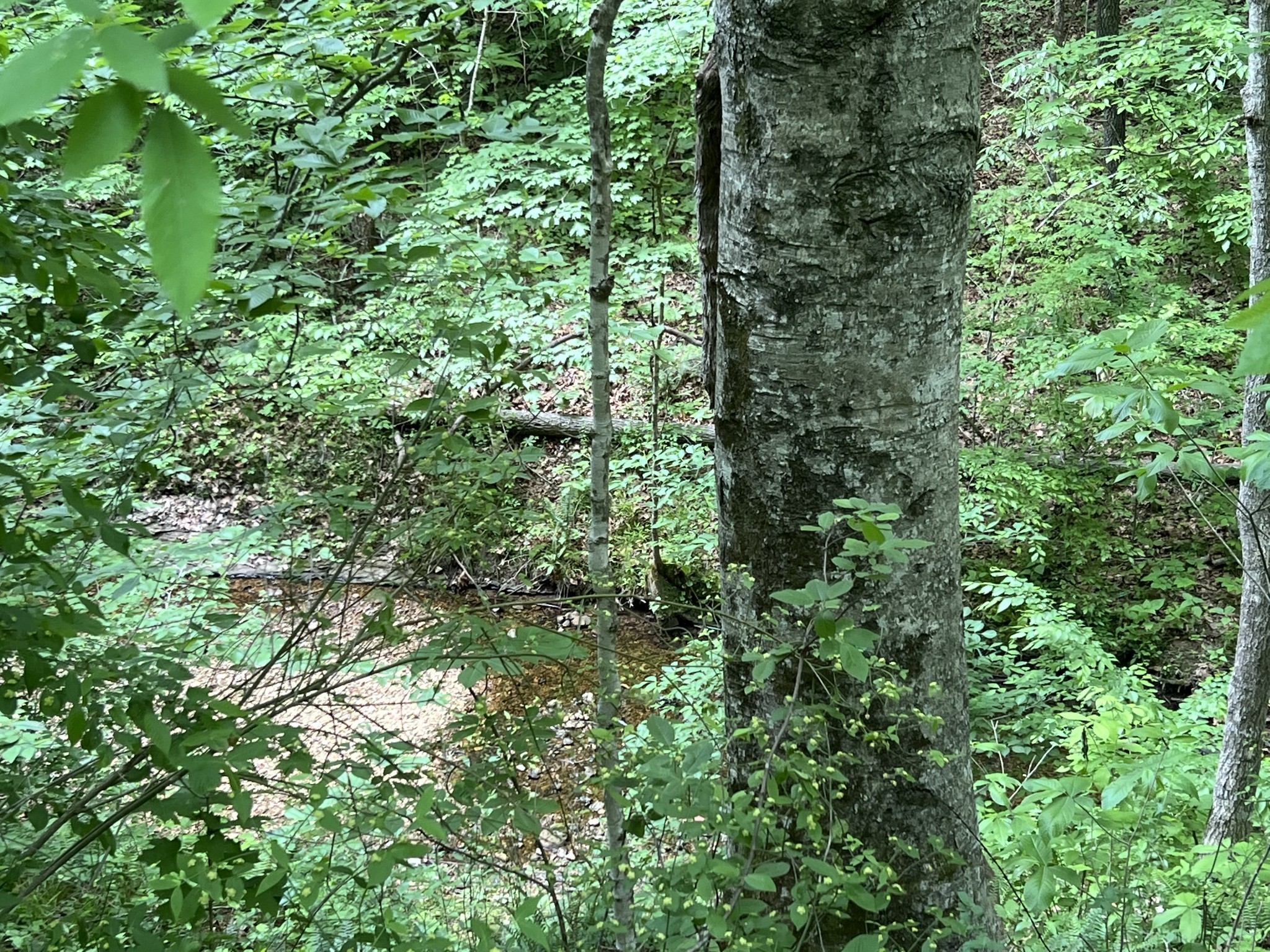 0 Clay Lick Road Whites Creek TN 37189