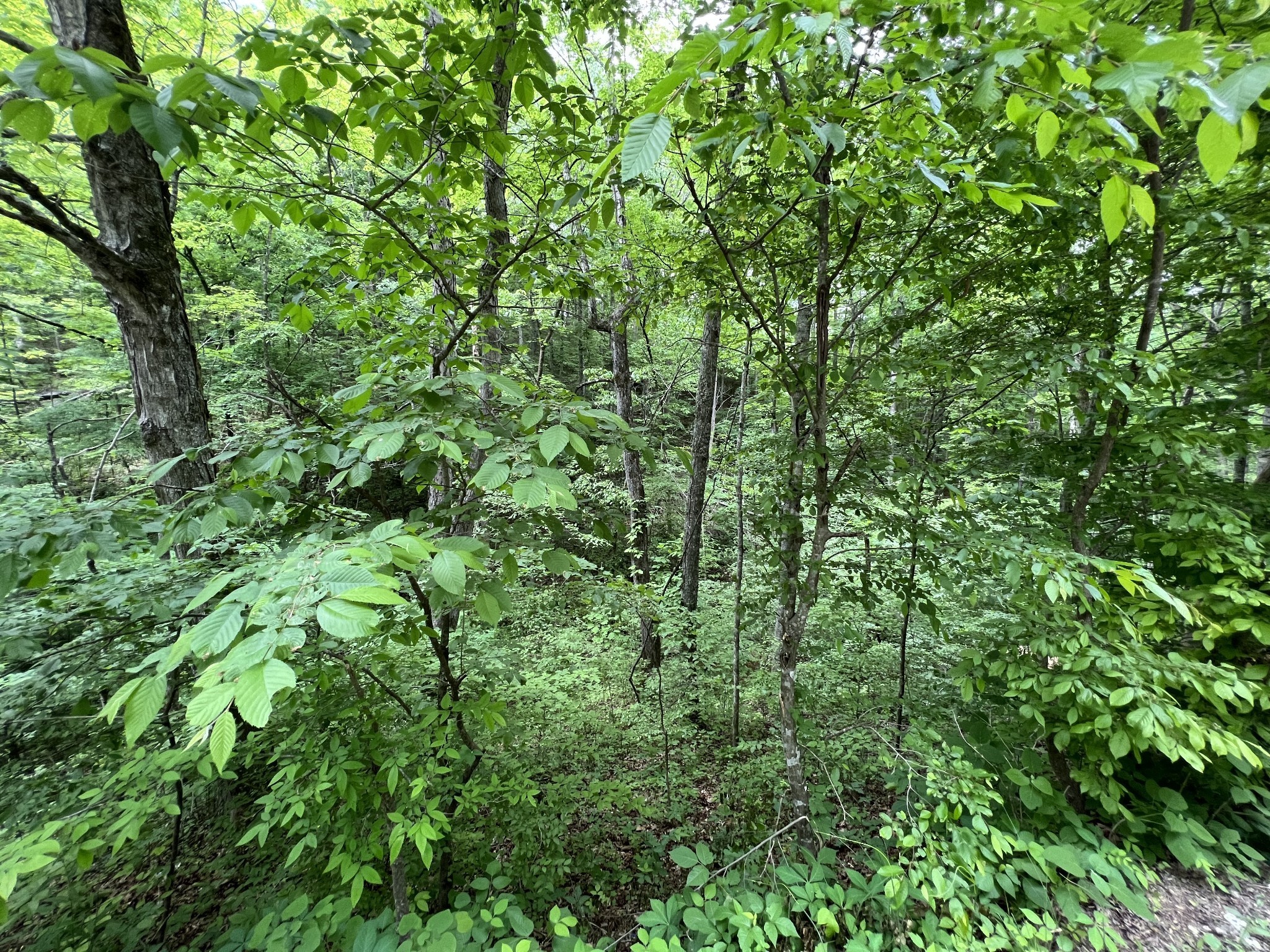 0 Clay Lick Road Whites Creek TN 37189