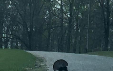 65 Deer Grass Lane Hurricane Mills TN 37078