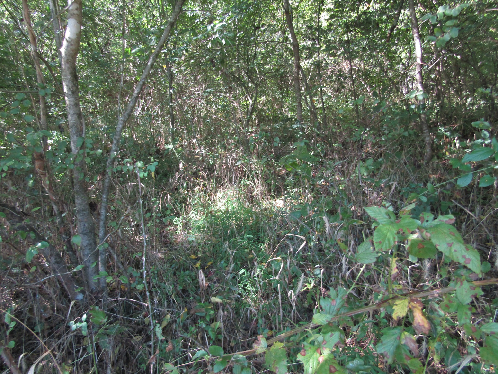 14 Ac Hartsville Road Lafayette TN 37083