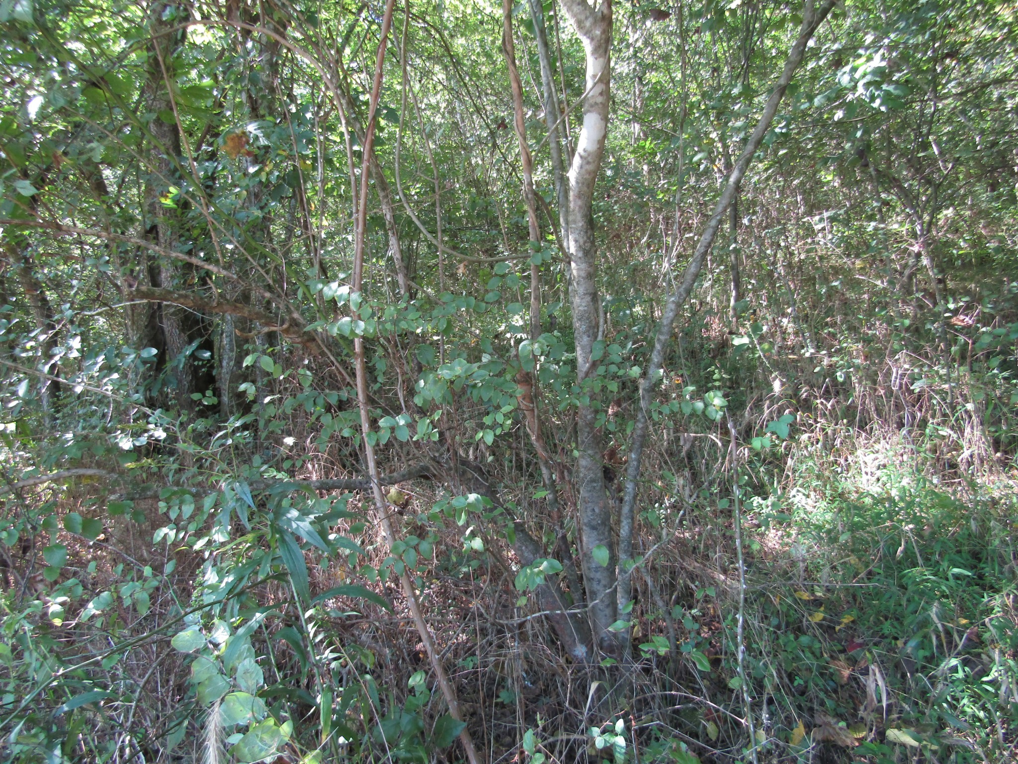 14 Ac Hartsville Road Lafayette TN 37083
