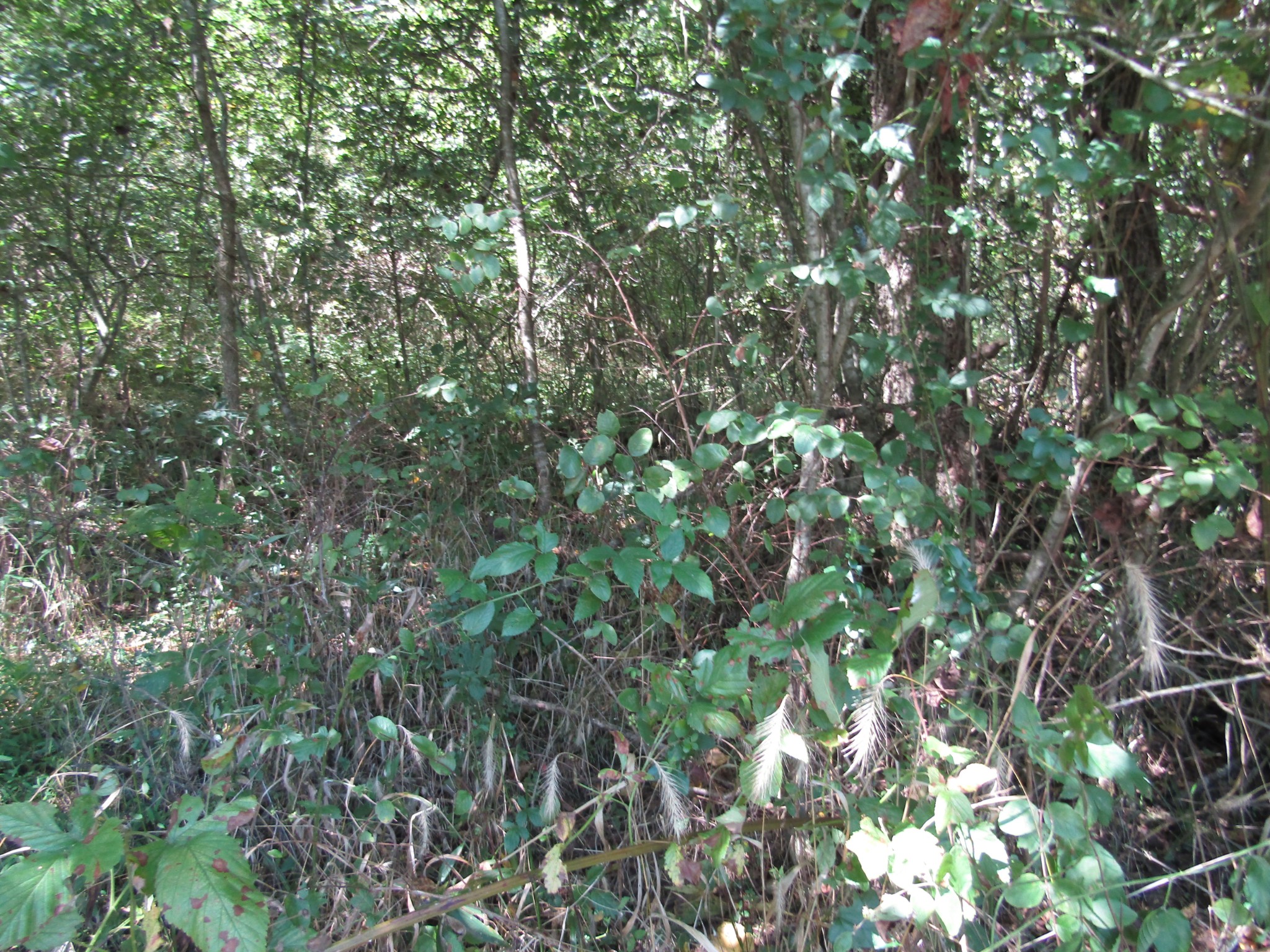14 Ac Hartsville Road Lafayette TN 37083