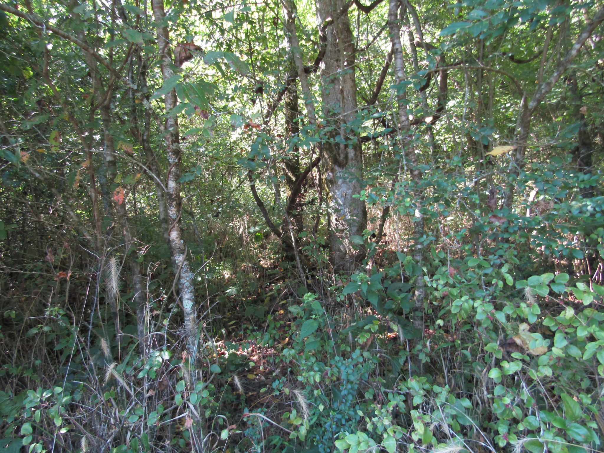 14 Ac Hartsville Road Lafayette TN 37083