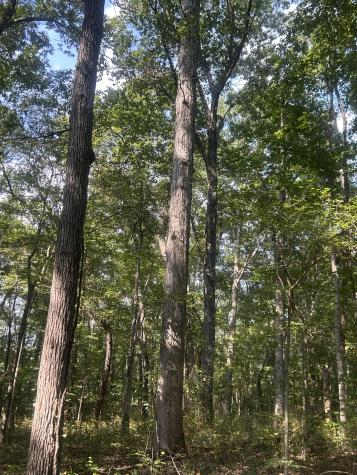 0 Cedar Grove Road Big Sandy TN 38221