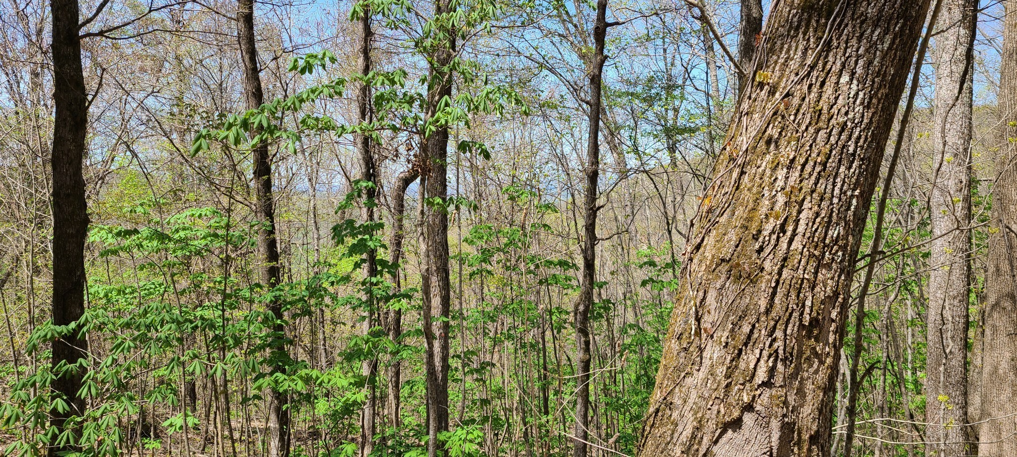 0 Gap Road Altamont TN 37301