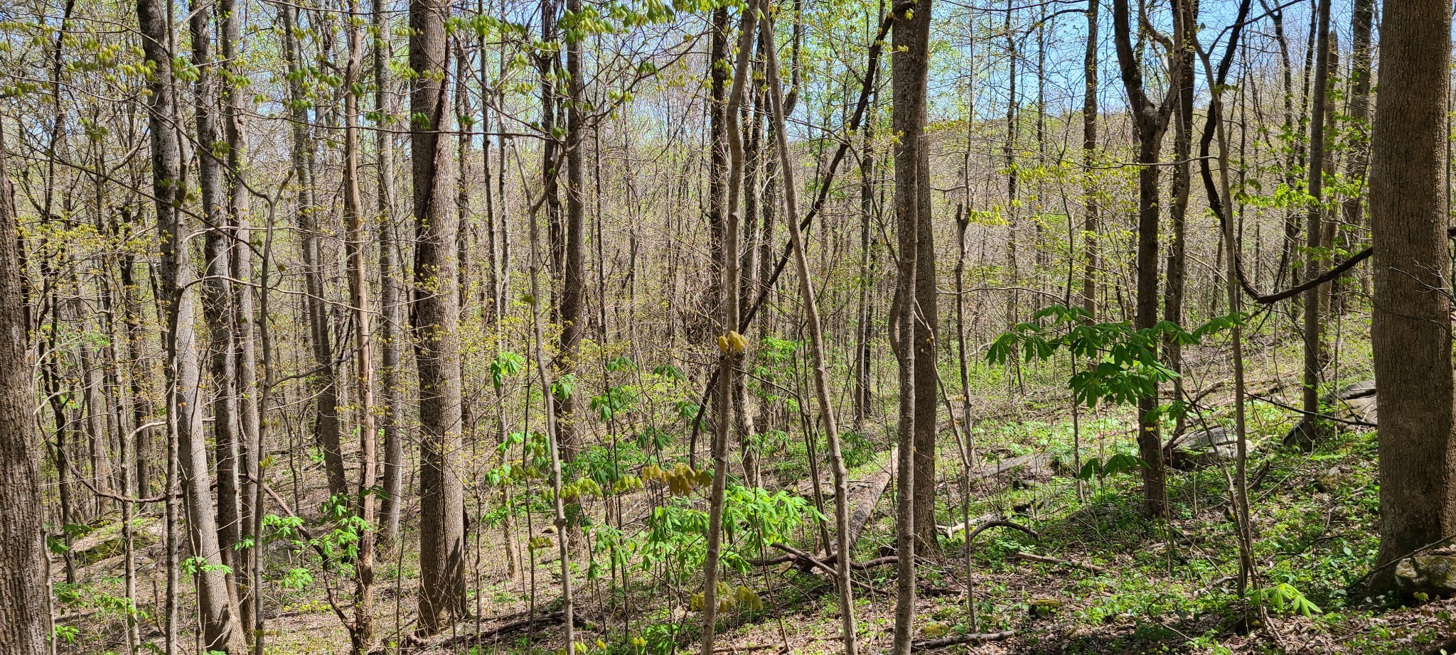 0 Gap Road Altamont TN 37301