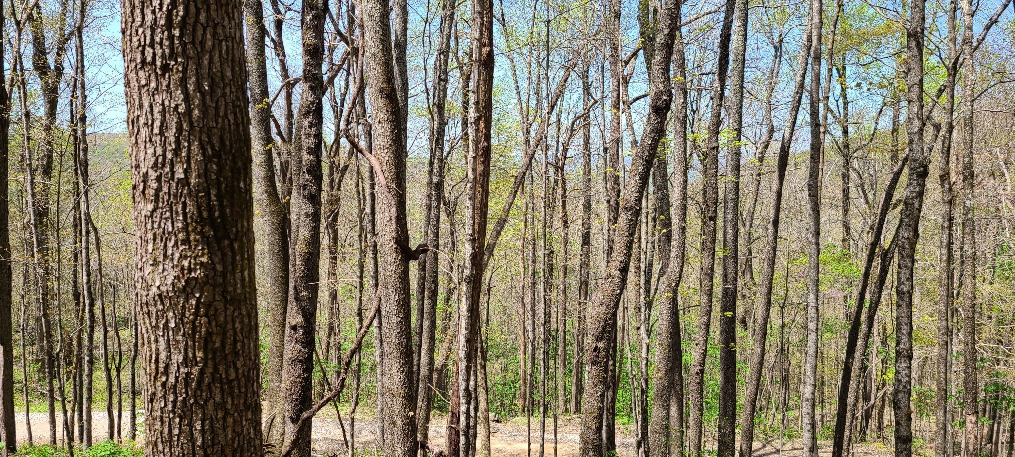 0 Gap Road Altamont TN 37301