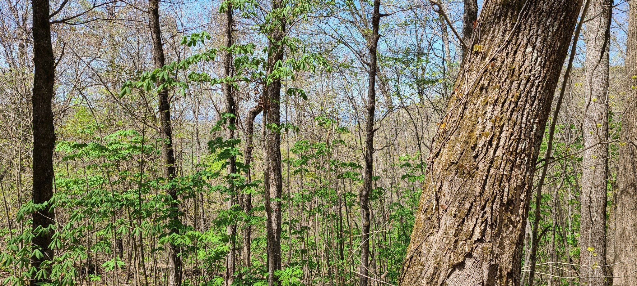 0 Gap Road Altamont TN 37301