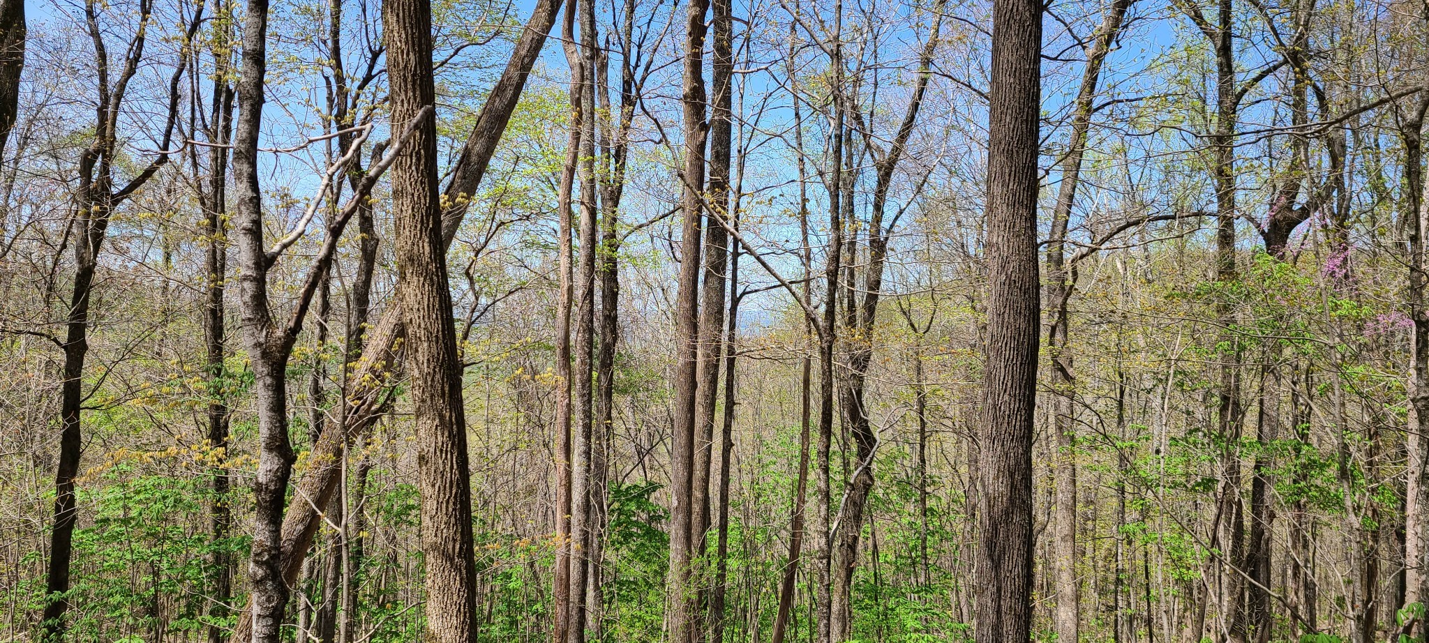 0 Gap Road Altamont TN 37301